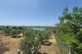 Durres Shitje Toke  Maminas, Durres toke per ndertim restorant turistike toke per agroturizem shtepi ullishte