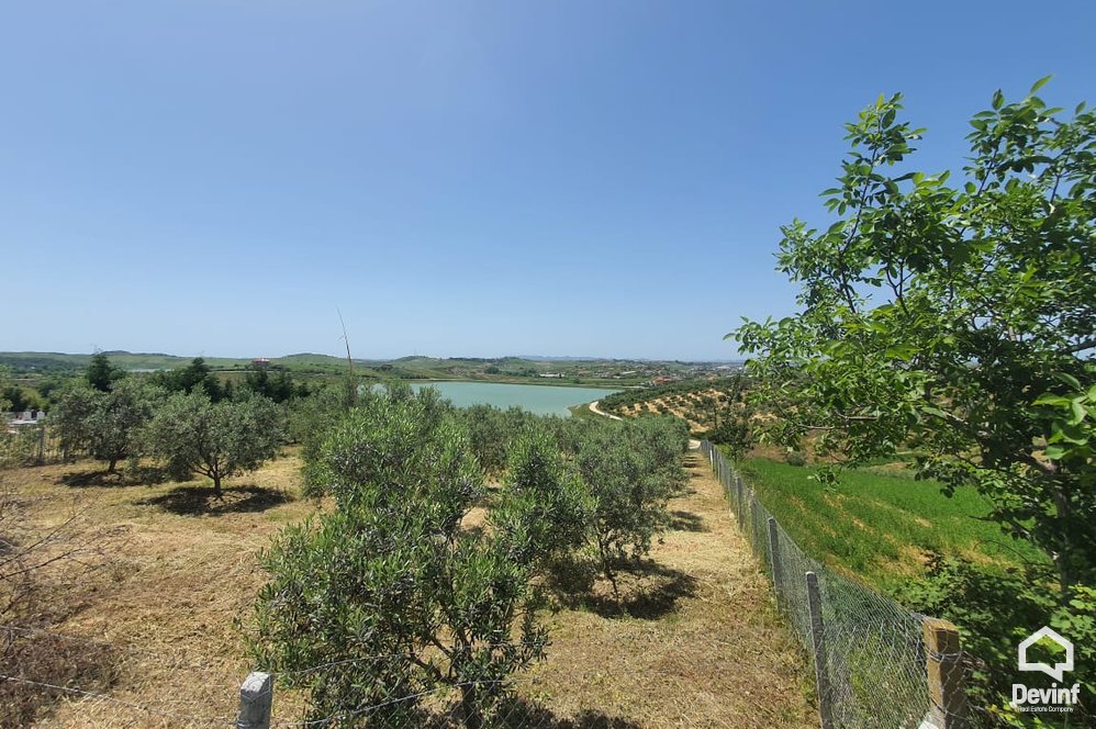 Durres Shitje Toke  Maminas, Durres toke per ndertim restorant turistike toke per agroturizem shtepi ullishte
