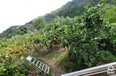 Ne Shitje Shtepi Private  Fshati Marikaj Tirane