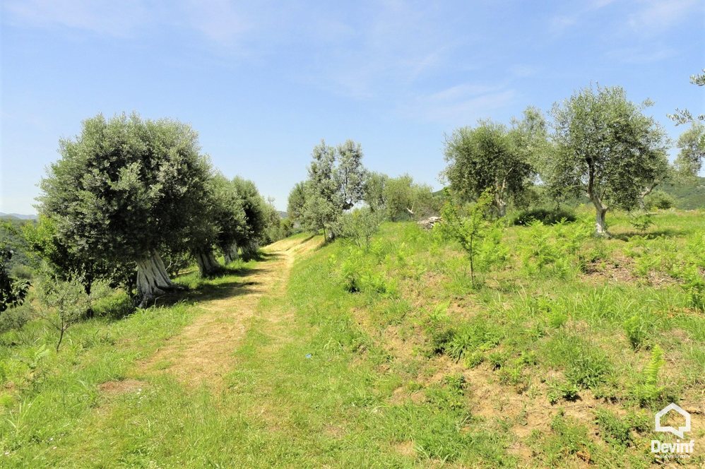 Tirane Shitje Toke  Mjull-Bathore, ne zonen e komunes se Farkes. toke per ndertim toke per agroturizem