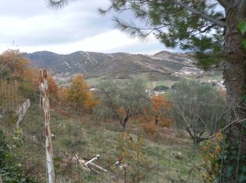 Toke Shitje Petrele, Tirane