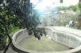 Tirane For Rent Villa  House in the City of Tirana 