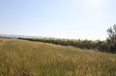 Kavaje For Sale Land  Vineyard near the town of Durres Agricultural Land
