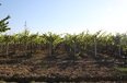 Kavaje For Sale Land  Vineyard near the town of Durres Agricultural Land