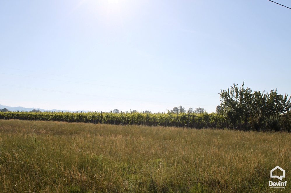 Kavaje For Sale Land  Vineyard near the town of Durres Agricultural Land