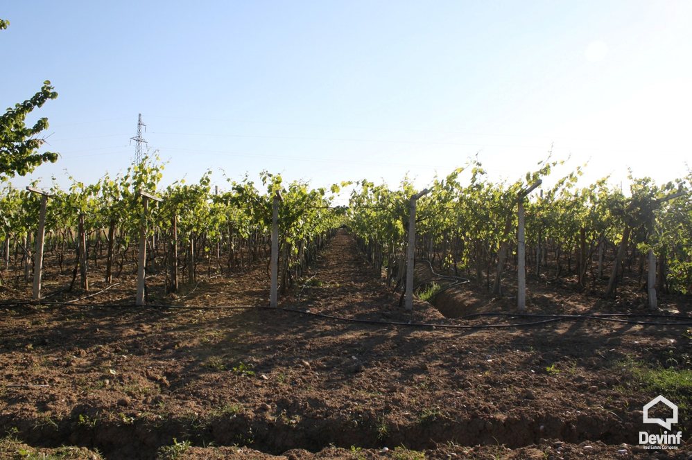 Kavaje For Sale Land  Vineyard near the town of Durres Agricultural Land