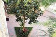 Tirane For Rent Villa  Villa complex in Selita area Villa Residential Complex