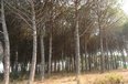 Durres For Sale Land  Lalez Bay, near Lura Residential Complex Building Plot bregdet