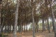 Durres For Sale Land  Lalez Bay, near Lura Residential Complex Building Plot bregdet
