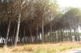 Durres For Sale Land  Lalez Bay, near Lura Residential Complex Building Plot bregdet