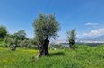 Tirane For Sale Land  Sauk Building Plot Villa Residence Truall