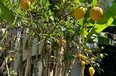 Durres Shitje Apartament 3+1 Kompleksi rezidencial Lura 1, Gjiri i Lalezit bregdet apartament dubleks Booking/AirBnB apartament me oborr